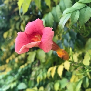 Photographie n°2250119 du taxon Campsis radicans (L.) Bureau [1864]