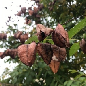 Photographie n°2250121 du taxon Koelreuteria paniculata Laxm. [1772]