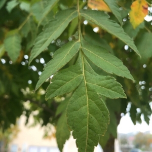 Photographie n°2250123 du taxon Koelreuteria paniculata Laxm. [1772]