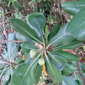 Photographie n°2250149 du taxon Pittosporum tobira (Thunb.) W.T.Aiton [1811]