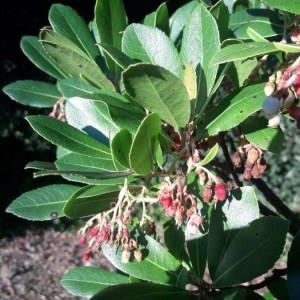 Photographie n°2250211 du taxon Arbutus unedo L. [1753]