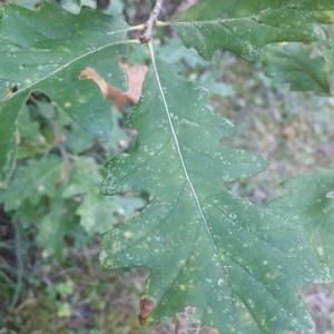 Photographie n°2250217 du taxon Quercus cerris L. [1753]