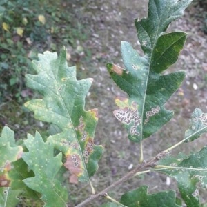 Photographie n°2250218 du taxon Quercus cerris L. [1753]