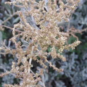 Photographie n°2250225 du taxon Atriplex halimus L. [1753]