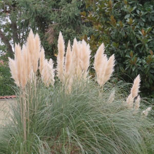 Photographie n°2250232 du taxon Cortaderia selloana (Schult. & Schult.f.) Asch. & Graebn. [1900]