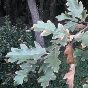 Photographie n°2250241 du taxon Quercus cerris L. [1753]