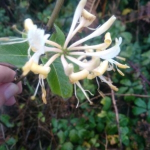 Photographie n°2250245 du taxon Lonicera periclymenum L. [1753]