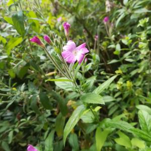 Photographie n°2250259 du taxon Epilobium hirsutum L.