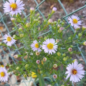 Photographie n°2250352 du taxon Symphyotrichum novi-belgii (L.) G.L.Nesom [1995]