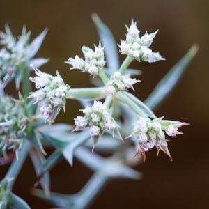 Photographie n°2250405 du taxon Echinophora spinosa L. [1753]