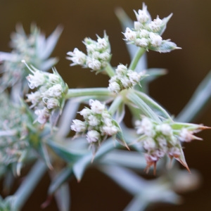 Photographie n°2250406 du taxon Echinophora spinosa L. [1753]