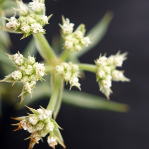 Photographie n°2250410 du taxon Echinophora spinosa L. [1753]