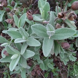 Photographie n°2250504 du taxon Cistus albidus L. [1753]