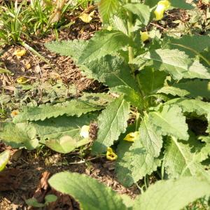 Photographie n°2250560 du taxon Verbascum virgatum Stokes [1787]