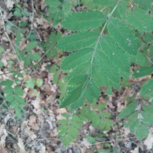 Photographie n°2250608 du taxon Sorbus aucuparia L. [1753]