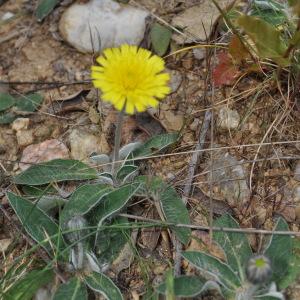 Photographie n°2250609 du taxon Pilosella officinarum Vaill. [1754]