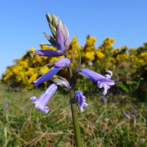 Photographie n°2250644 du taxon Hyacinthoides non-scripta (L.) Chouard ex Rothm. [1944]