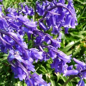 Photographie n°2250645 du taxon Hyacinthoides non-scripta (L.) Chouard ex Rothm. [1944]