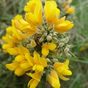 Photographie n°2250664 du taxon Ulex europaeus L. [1753]