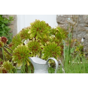 Aeonium castello-paivae Bolle