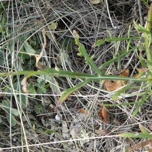 Photographie n°2250714 du taxon Cephalaria leucantha (L.) Schrad. ex Roem. & Schult. [1818]