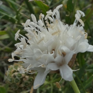 Photographie n°2250715 du taxon Cephalaria leucantha (L.) Schrad. ex Roem. & Schult. [1818]