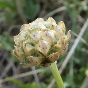 Photographie n°2250716 du taxon Cephalaria leucantha (L.) Schrad. ex Roem. & Schult. [1818]