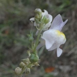 Photographie n°2250736 du taxon Linaria repens (L.) Mill. [1768]