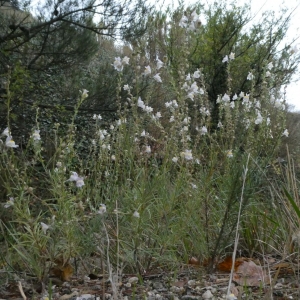 Photographie n°2250740 du taxon Linaria repens (L.) Mill. [1768]