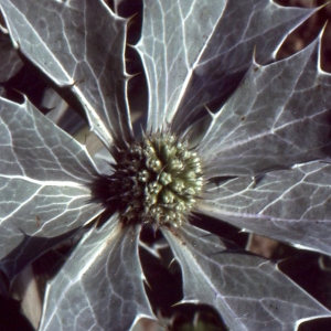 Photographie n°2250791 du taxon Eryngium maritimum L. [1753]