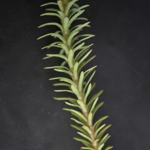Photographie n°2250794 du taxon Euphorbia paralias L. [1753]
