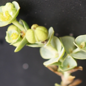 Photographie n°2250805 du taxon Euphorbia paralias L. [1753]
