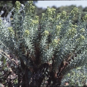 Photographie n°2250812 du taxon Euphorbia paralias L. [1753]