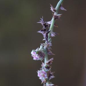 Photographie n°2250817 du taxon Kali soda Moench [1794]
