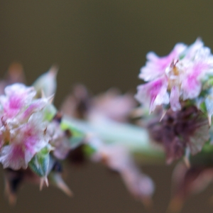 Photographie n°2250819 du taxon Kali soda Moench [1794]