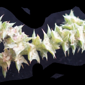 Photographie n°2250822 du taxon Kali soda Moench [1794]