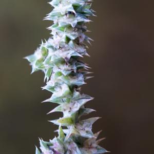 Photographie n°2250825 du taxon Kali soda Moench [1794]
