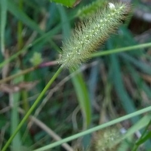 Photographie n°2250846 du taxon Setaria pumila (Poir.) Roem. & Schult. [1817]