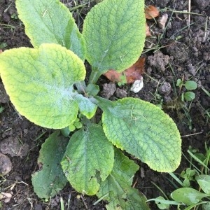 Photographie n°2250909 du taxon Borago officinalis L. [1753]