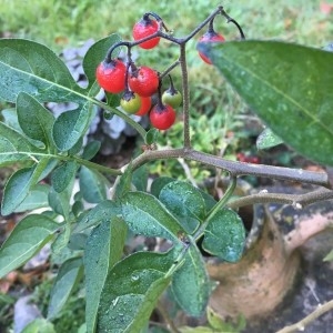 Photographie n°2250911 du taxon Solanum dulcamara L. [1753]