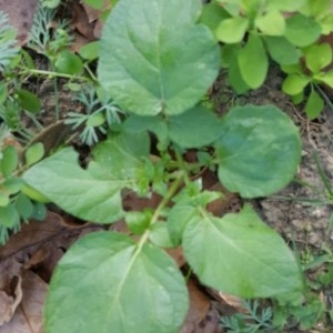 Photographie n°2250912 du taxon Solanum tuberosum L. [1753]