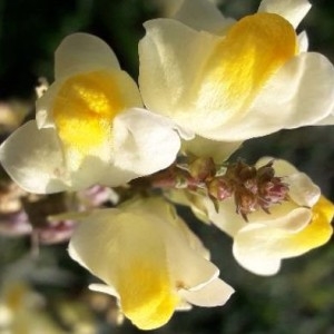 Photographie n°2250923 du taxon Antirrhinum majus L. [1753]