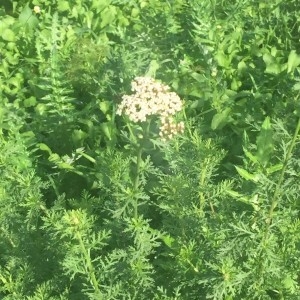 Photographie n°2250999 du taxon Achillea ligustica All. [1773]