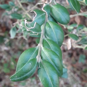 Photographie n°2251004 du taxon Buxus sempervirens L. [1753]