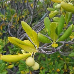 Photographie n°2251022 du taxon Pittosporum tobira (Thunb.) W.T.Aiton