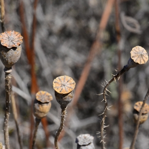 Photographie n°2251027 du taxon Papaver rhoeas L. [1753]