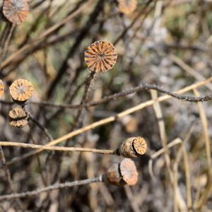 Photographie n°2251029 du taxon Papaver rhoeas L. [1753]