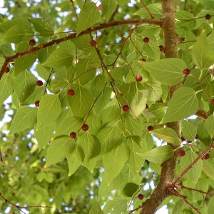 Photographie n°2251037 du taxon Celtis australis L. [1753]