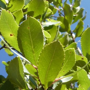 Photographie n°2251048 du taxon Arbutus unedo L. [1753]