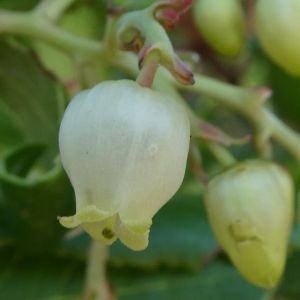 Photographie n°2251052 du taxon Arbutus unedo L. [1753]